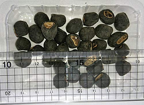 バナナエレファント